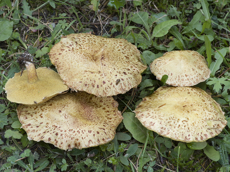 Suillus sibiricus